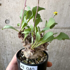 【現品限り】オトンナ・ヘレー 蛮鬼塔【AI40】 Othonna herrei【植物】塊根植物 夏型 コーデックス