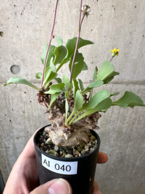 プラントブラザーズ