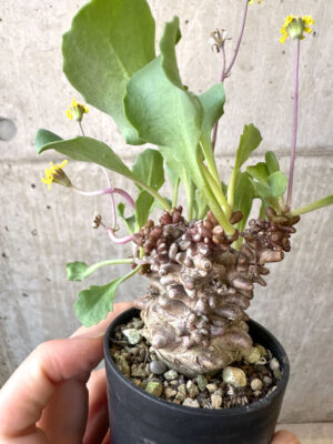 プラントブラザーズ