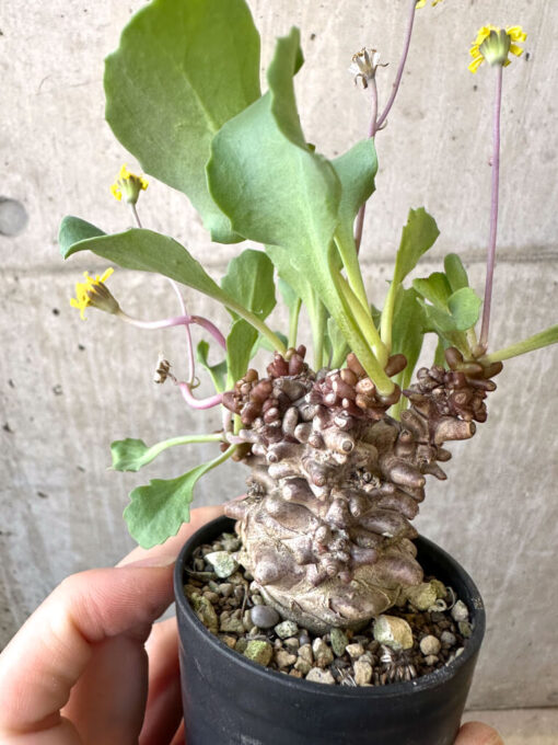 現品限り】オトンナ・ヘレー 蛮鬼塔【AI40】 Othonna herrei【植物