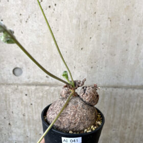 【現品限り】ペラルゴニウム・トリステ 発根済み 現地株【AI41】  Pelargonium triste【植物】塊根植物 夏型 コーデックス