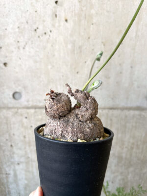 プラントブラザーズ