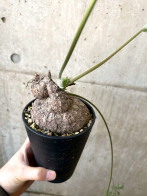 プラントブラザーズ