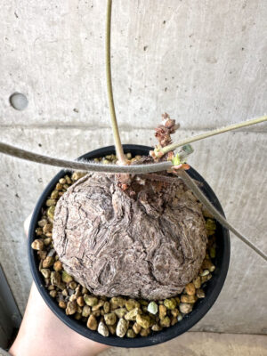 プラントブラザーズ