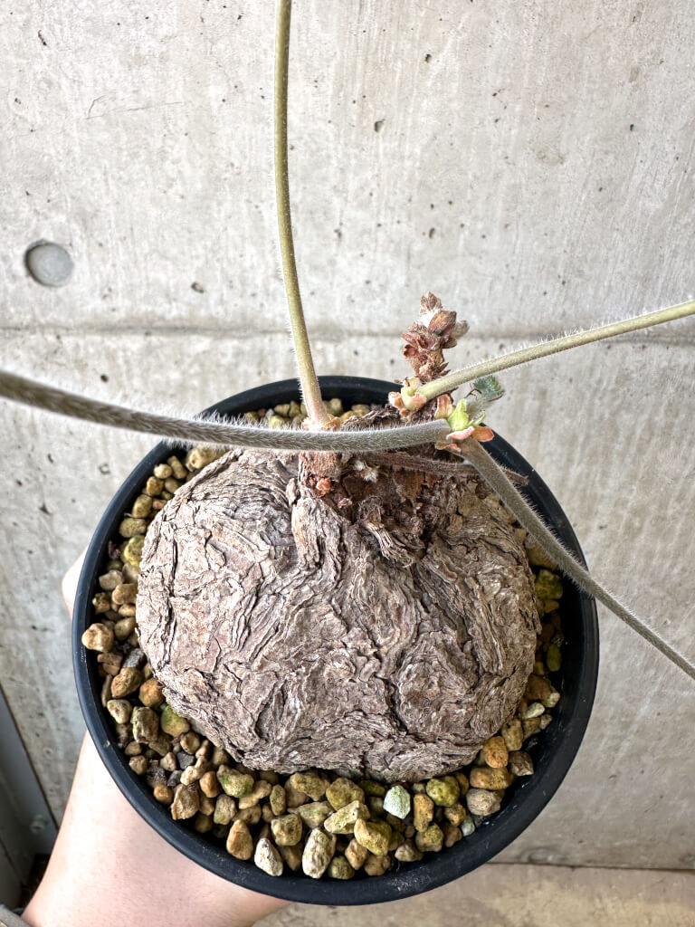 【現品限り】ペラルゴニウム・トリステ 発根済み 現地株【AI42】 Pelargonium triste【植物】塊根植物 夏型 コーデックス - 画像 (2)