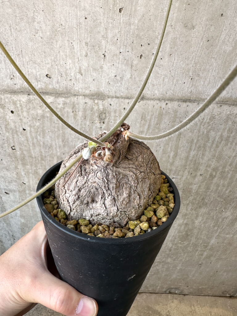 【現品限り】ペラルゴニウム・トリステ 発根済み 現地株【AI42】 Pelargonium triste【植物】塊根植物 夏型 コーデックス - 画像 (4)