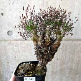 【現品限り】チレコドン・レティキュラーツス 万物想 現地株【AI43】 Tylecodon reticulatus【植物】塊根植物 夏型 コーデックス