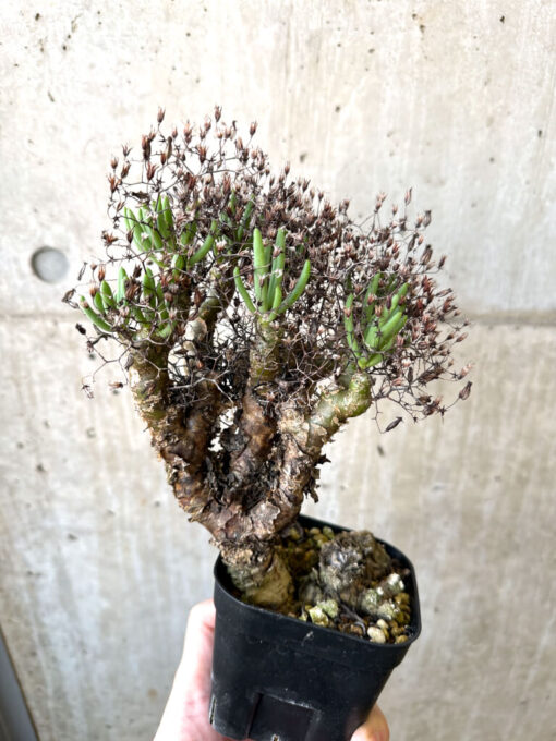 Tylecodon reticulatus 万物想 塊根植物 tylecodon reticulatus《万物想》 | plants holic