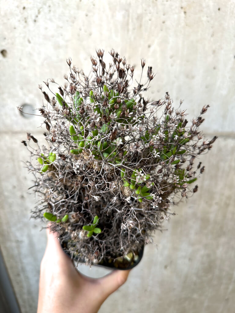 【現品限り】チレコドン・レティキュラーツス 万物想 現地株【AI45】 Tylecodon reticulatus【植物】塊根植物 夏型 コーデックス - 画像 (2)
