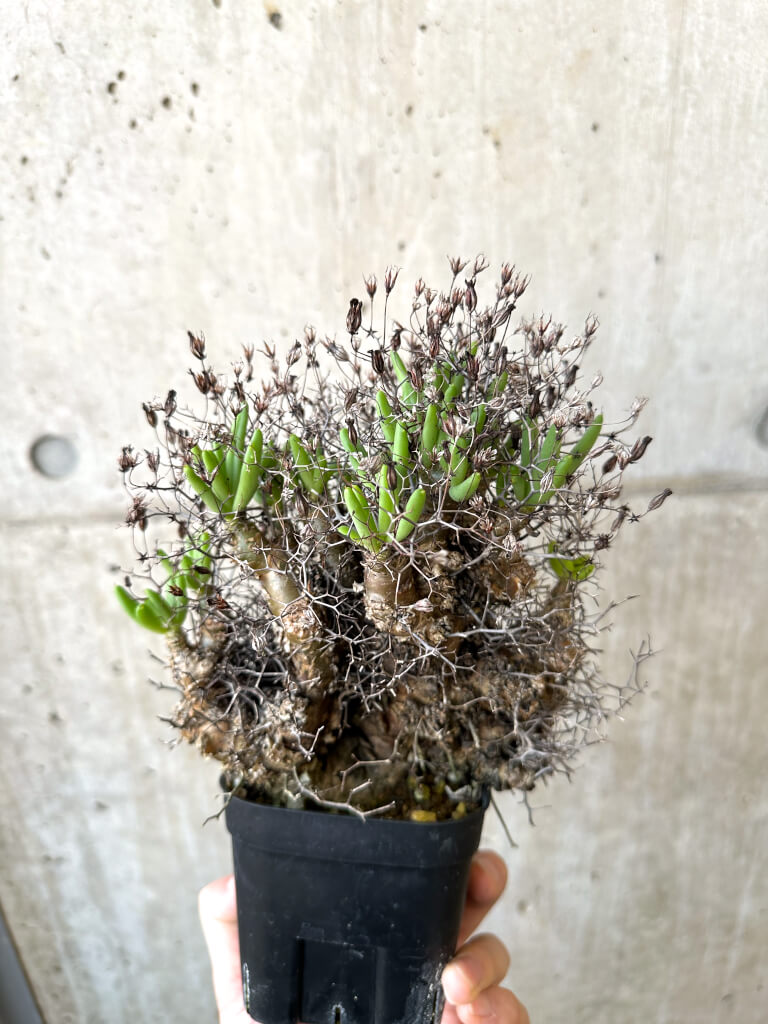 【現品限り】チレコドン・レティキュラーツス 万物想 現地株【AI45】 Tylecodon reticulatus【植物】塊根植物 夏型 コーデックス - 画像 (4)