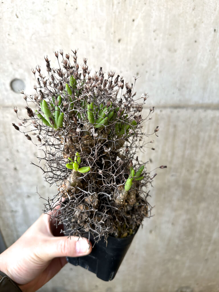 【現品限り】チレコドン・レティキュラーツス 万物想 現地株【AI45】 Tylecodon reticulatus【植物】塊根植物 夏型 コーデックス - 画像 (5)