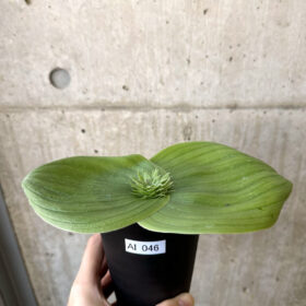 【現品限り】マッソニア・ビフォリア【AI46】 Massonia bifolia【植物】塊根植物 夏型 コーデックス