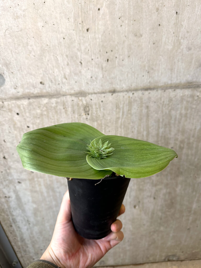 【現品限り】マッソニア・ビフォリア【AI46】 Massonia bifolia【植物】塊根植物 夏型 コーデックス - 画像 (4)