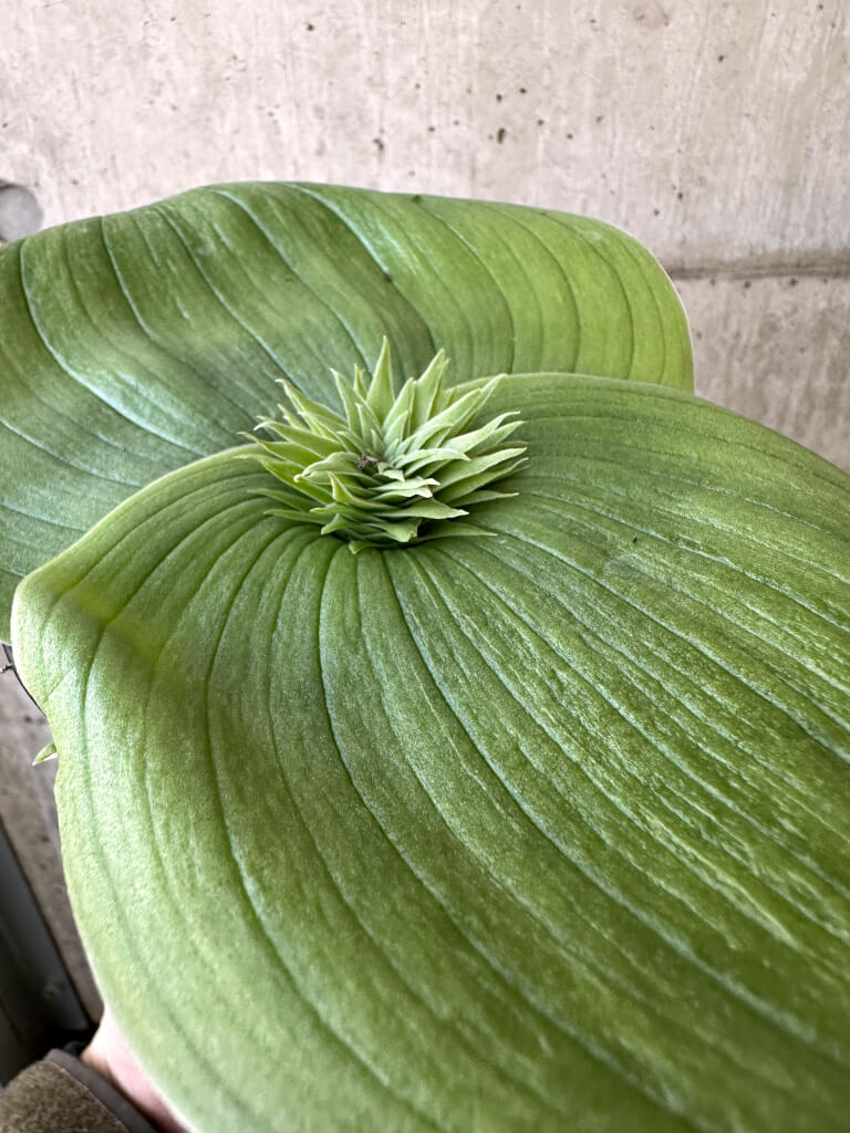 【現品限り】マッソニア・ビフォリア【AI46】 Massonia bifolia【植物】塊根植物 夏型 コーデックス - 画像 (5)