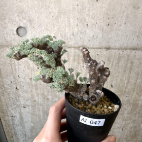 【現品限り】サルコカウロン・ムルチフィズム 現地株 発根済み モンソニア【AI47】 Monsonia multifidum【植物】塊根植物 夏型 コーデックス