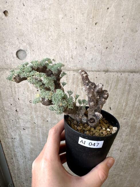 【現品限り】サルコカウロン・ムルチフィズム 現地株 発根済み モンソニア【AI47】 Monsonia multifidum【植物】塊根植物 夏型 コーデックス