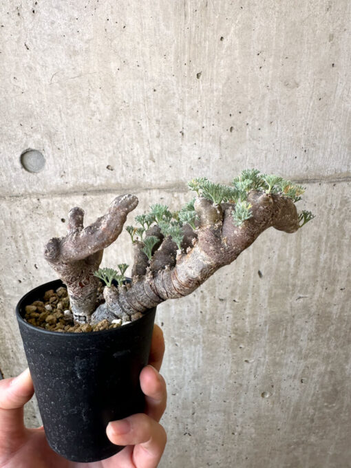 現品限り】サルコカウロン・ムルチフィズム 現地株 発根済み