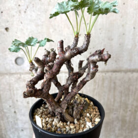 【現品限り】ペラルゴニウム・ミラビレ 発根済み【AI48】 Pelargonium mirabile【植物】塊根植物 夏型 コーデックス