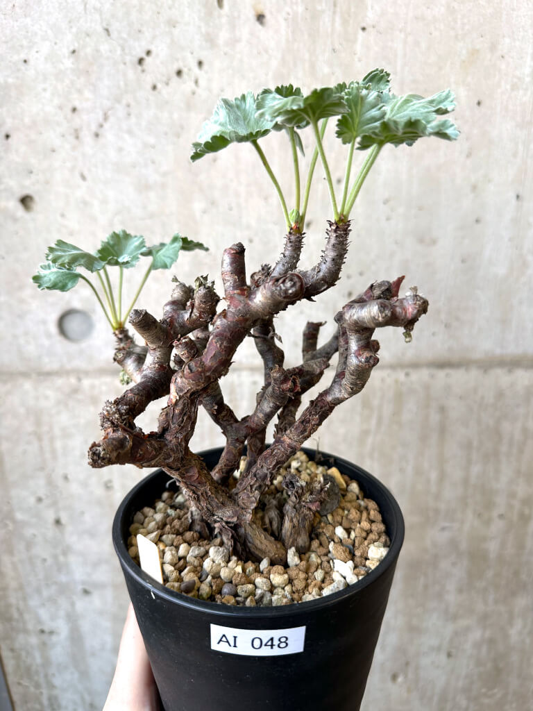 【現品限り】ペラルゴニウム・ミラビレ 発根済み【AI48】 Pelargonium mirabile【植物】塊根植物 夏型 コーデックス