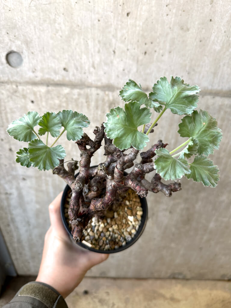 【現品限り】ペラルゴニウム・ミラビレ 発根済み【AI48】 Pelargonium mirabile【植物】塊根植物 夏型 コーデックス - 画像 (2)