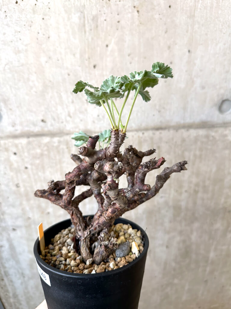 【現品限り】ペラルゴニウム・ミラビレ 発根済み【AI48】 Pelargonium mirabile【植物】塊根植物 夏型 コーデックス - 画像 (3)