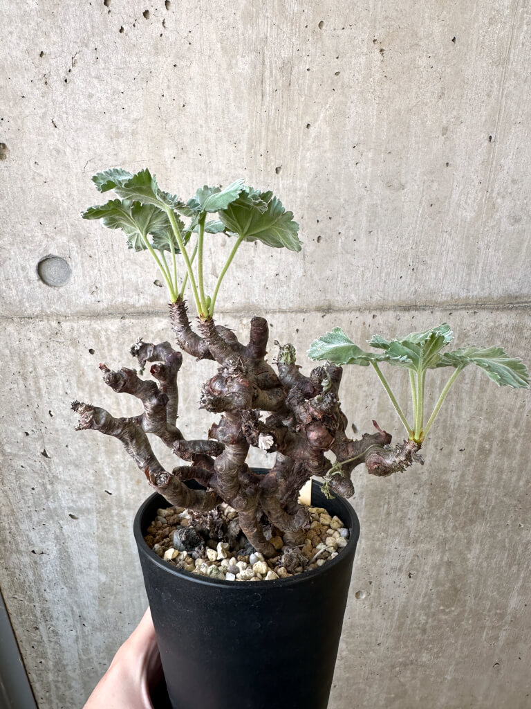【現品限り】ペラルゴニウム・ミラビレ 発根済み【AI48】 Pelargonium mirabile【植物】塊根植物 夏型 コーデックス - 画像 (4)