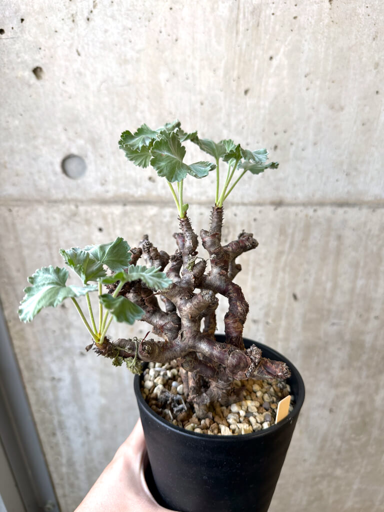 【現品限り】ペラルゴニウム・ミラビレ 発根済み【AI48】 Pelargonium mirabile【植物】塊根植物 夏型 コーデックス - 画像 (5)