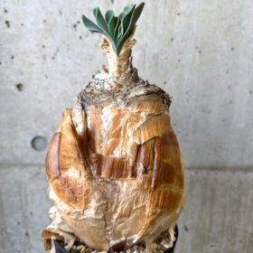 【現品限り】ブーファン・ハエマンソイデス 現地株 発根済み【AI49】 Boophane haemanthoides【植物】塊根植物 夏型 コーデックス