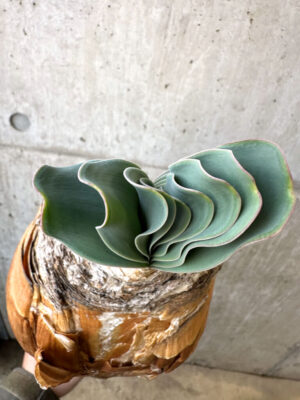 プラントブラザーズ