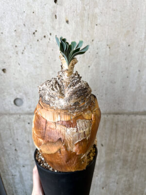 プラントブラザーズ