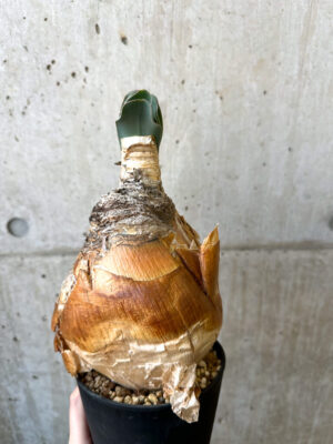 プラントブラザーズ