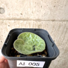 【現品限り】チレコドン・シングラリス【AI5】 Tylecodon singularis【植物】塊根植物 夏型 コーデックス
