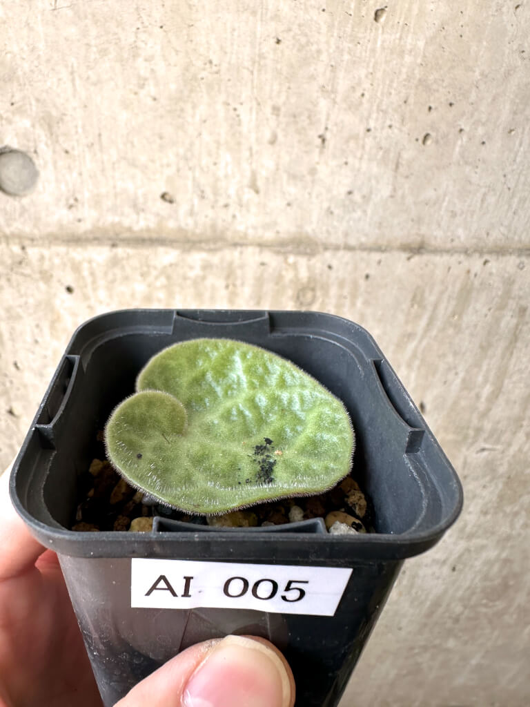 【現品限り】チレコドン・シングラリス【AI5】 Tylecodon singularis【植物】塊根植物 夏型 コーデックス