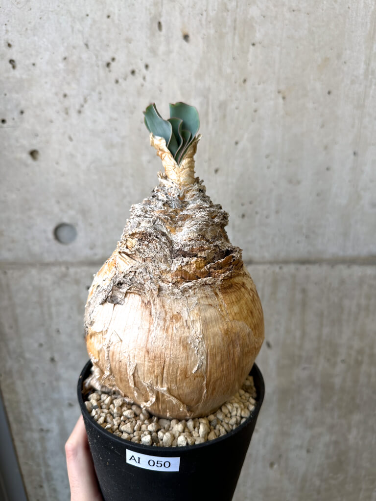 【現品限り】ブーファン・ハエマンソイデス 現地株 発根済み【AI50】 Boophane haemanthoides【植物】塊根植物 夏型 コーデックス