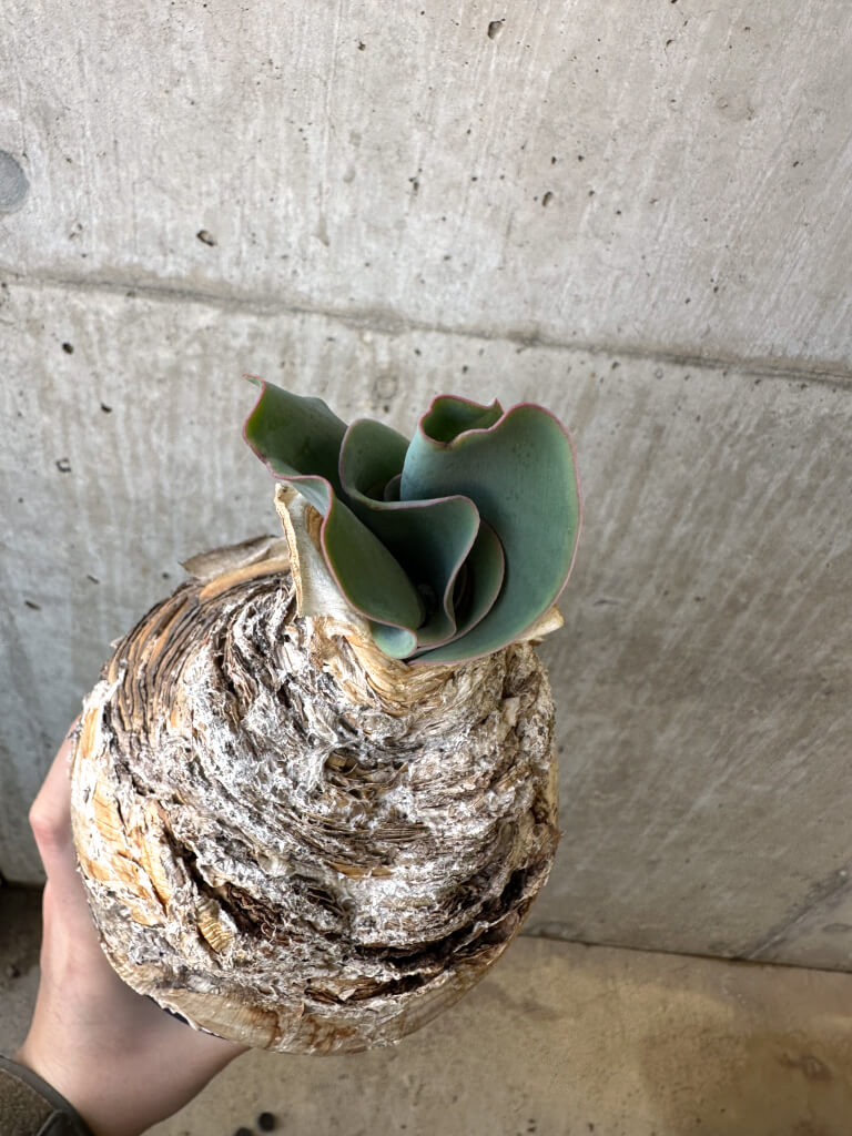 【現品限り】ブーファン・ハエマンソイデス 現地株 発根済み【AI50】 Boophane haemanthoides【植物】塊根植物 夏型 コーデックス - 画像 (2)