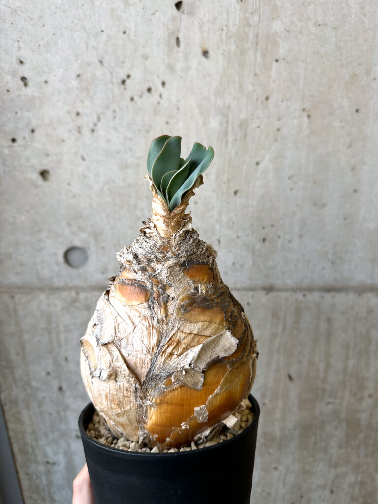 【現品限り】ブーファン・ハエマンソイデス 現地株 発根済み【AI50】 Boophane haemanthoides【植物】塊根植物 夏型 コーデックス - 画像 (4)