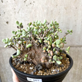 【現品限り】ケラリア・ピグマエア 現地株 長期管理 大株【AI51】 Ceraria pygmae【植物】塊根植物 夏型 コーデックス