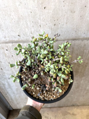 プラントブラザーズ