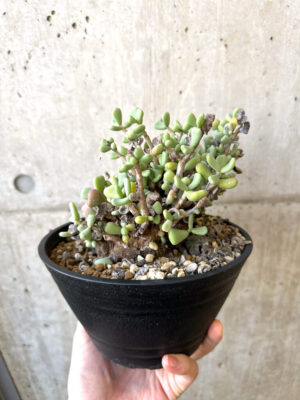 プラントブラザーズ