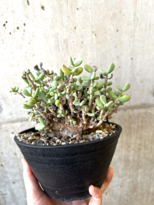 プラントブラザーズ