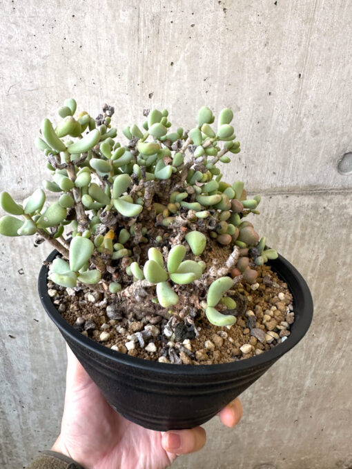 現品限り】ケラリア・ピグマエア 現地株 長期管理 大株【AI51