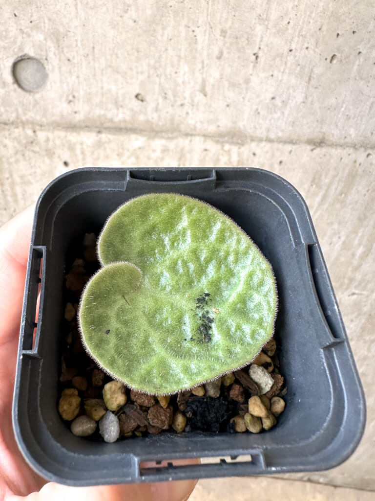 【現品限り】チレコドン・シングラリス【AI5】 Tylecodon singularis【植物】塊根植物 夏型 コーデックス - 画像 (2)