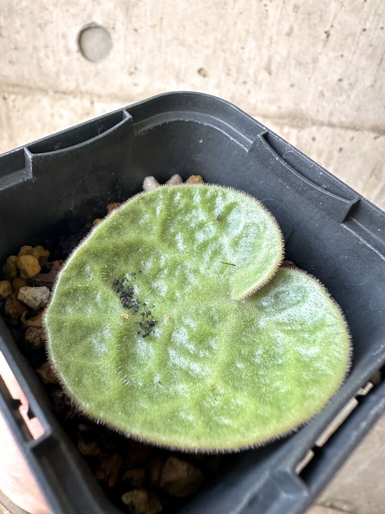 【現品限り】チレコドン・シングラリス【AI5】 Tylecodon singularis【植物】塊根植物 夏型 コーデックス - 画像 (3)