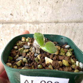 【現品限り】チレコドン・ノルティ【AI6】 Tylecodon nolteei【植物】塊根植物 夏型 コーデックス