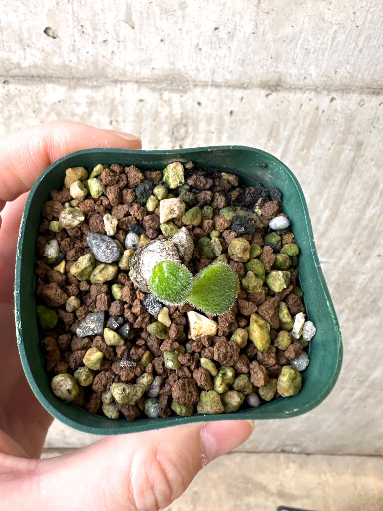 【現品限り】チレコドン・ノルティ【AI6】 Tylecodon nolteei【植物】塊根植物 夏型 コーデックス - 画像 (2)