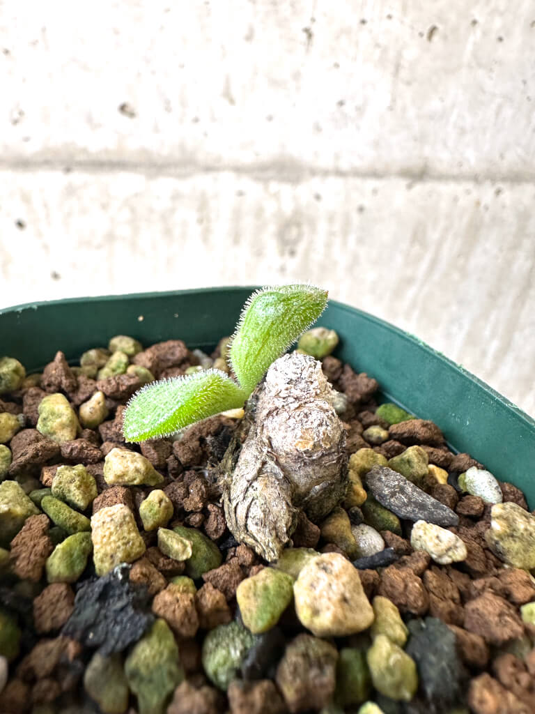 【現品限り】チレコドン・ノルティ【AI6】 Tylecodon nolteei【植物】塊根植物 夏型 コーデックス - 画像 (3)