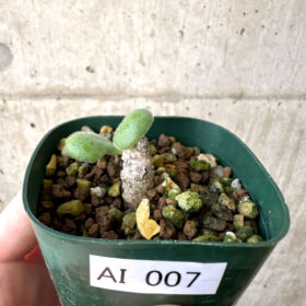 【現品限り】チレコドン・ノルティ【AI7】 Tylecodon nolteei【植物】塊根植物 夏型 コーデックス