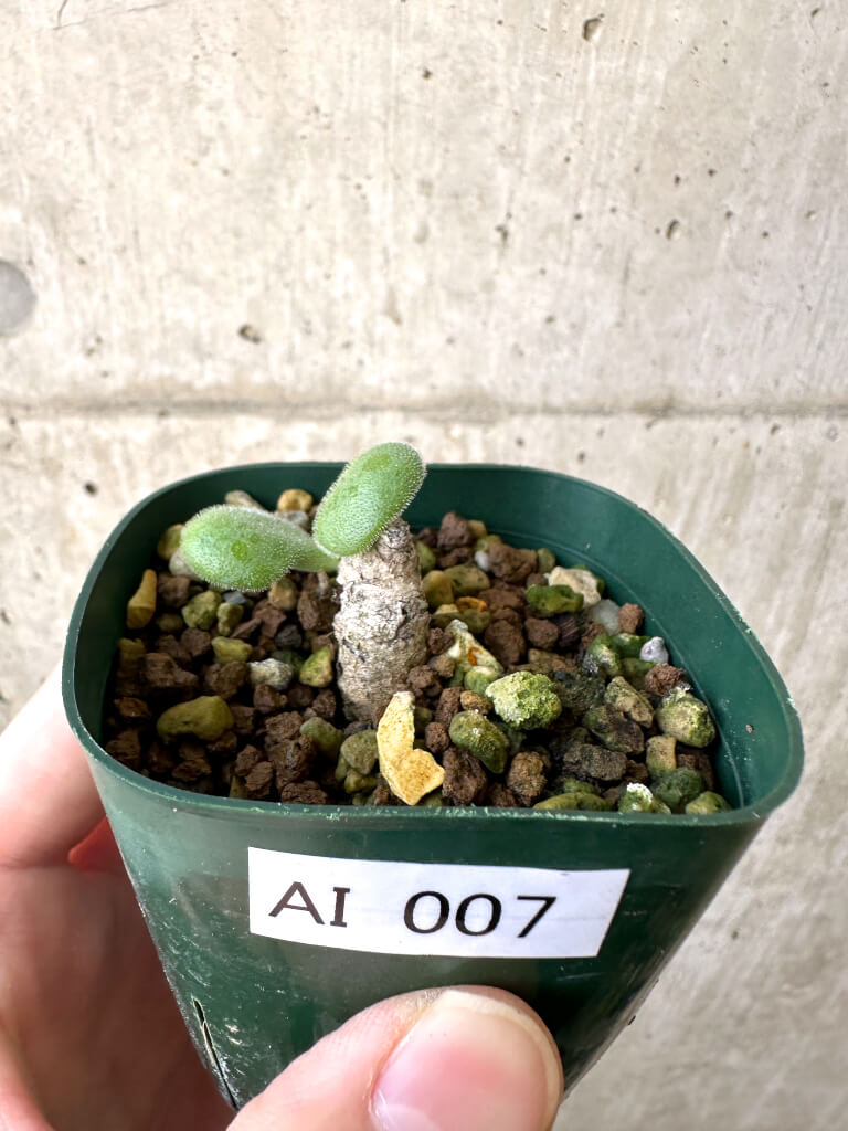【現品限り】チレコドン・ノルティ【AI7】 Tylecodon nolteei【植物】塊根植物 夏型 コーデックス
