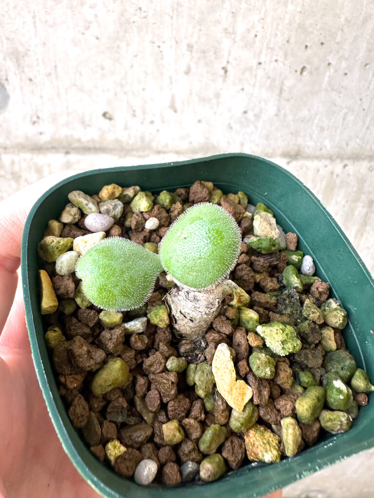 【現品限り】チレコドン・ノルティ【AI7】 Tylecodon nolteei【植物】塊根植物 夏型 コーデックス - 画像 (2)