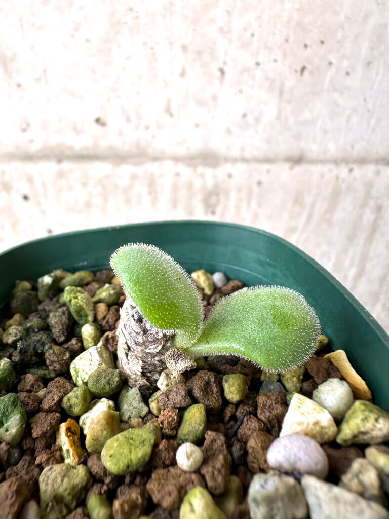 【現品限り】チレコドン・ノルティ【AI7】 Tylecodon nolteei【植物】塊根植物 夏型 コーデックス - 画像 (3)